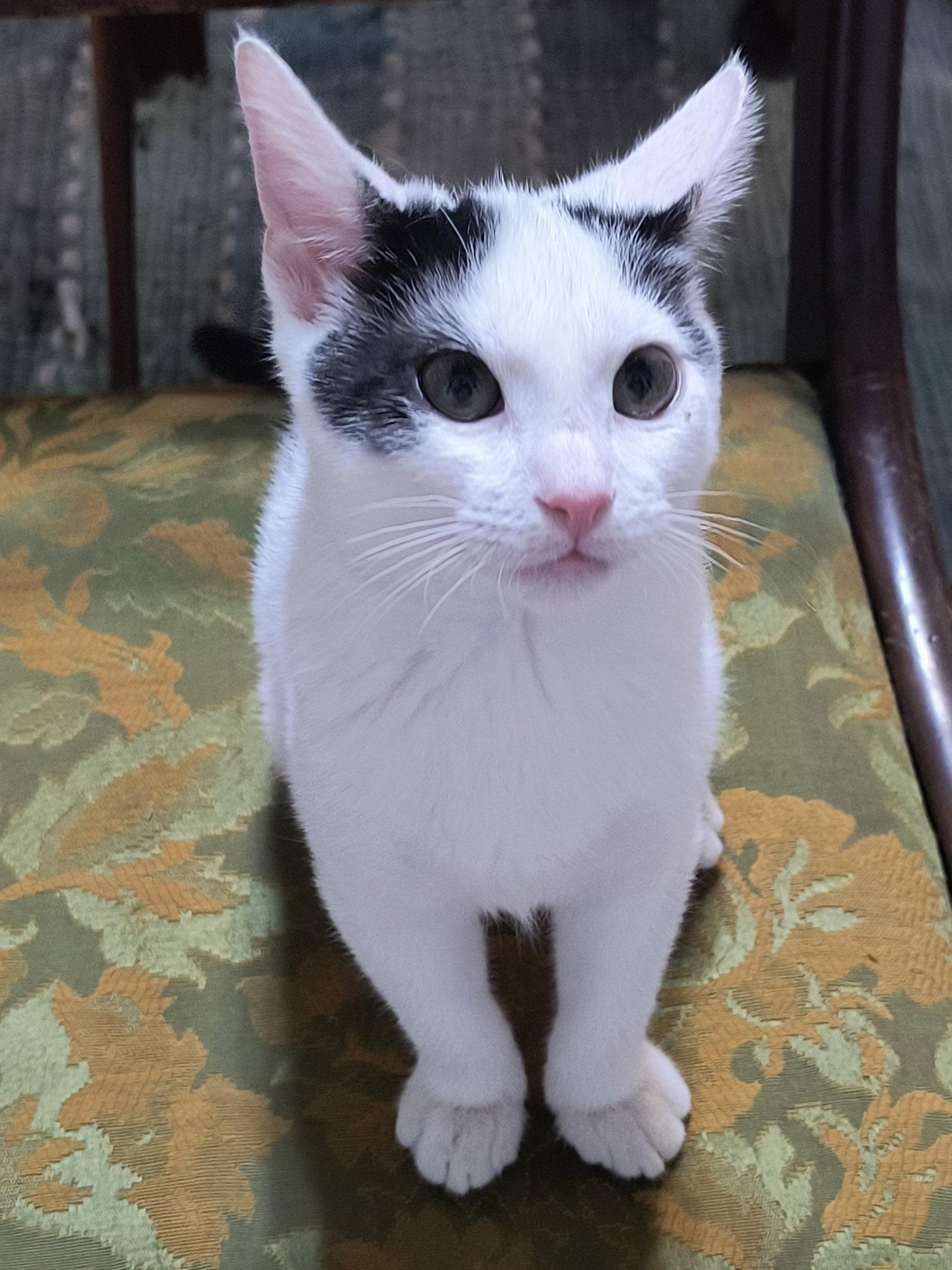 Enlarge Otto - SEE ME @ PETCO!, a Adoptable Domestic Short Hair in Cookeville, TN image 2/3