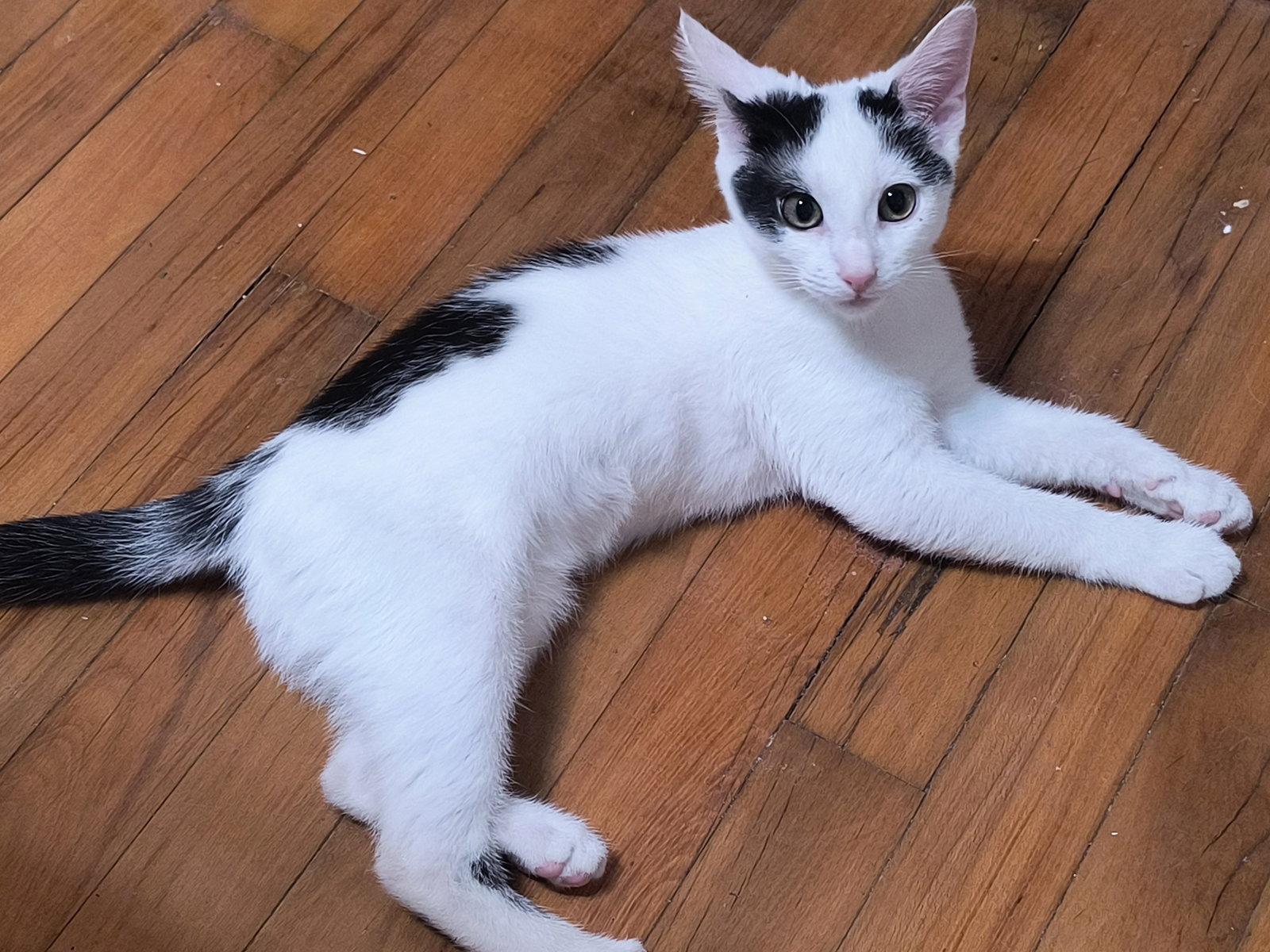 Enlarge Otto - SEE ME @ PETCO!, a Adoptable Domestic Short Hair in Cookeville, TN image 3/3
