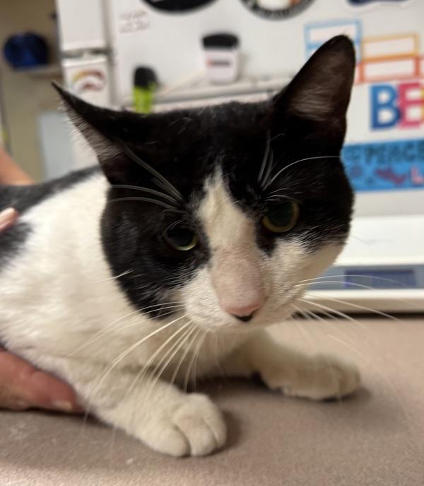 Enlarge Ikoma, a Adoptable mixed breed in Salisbury, MD image 1/1