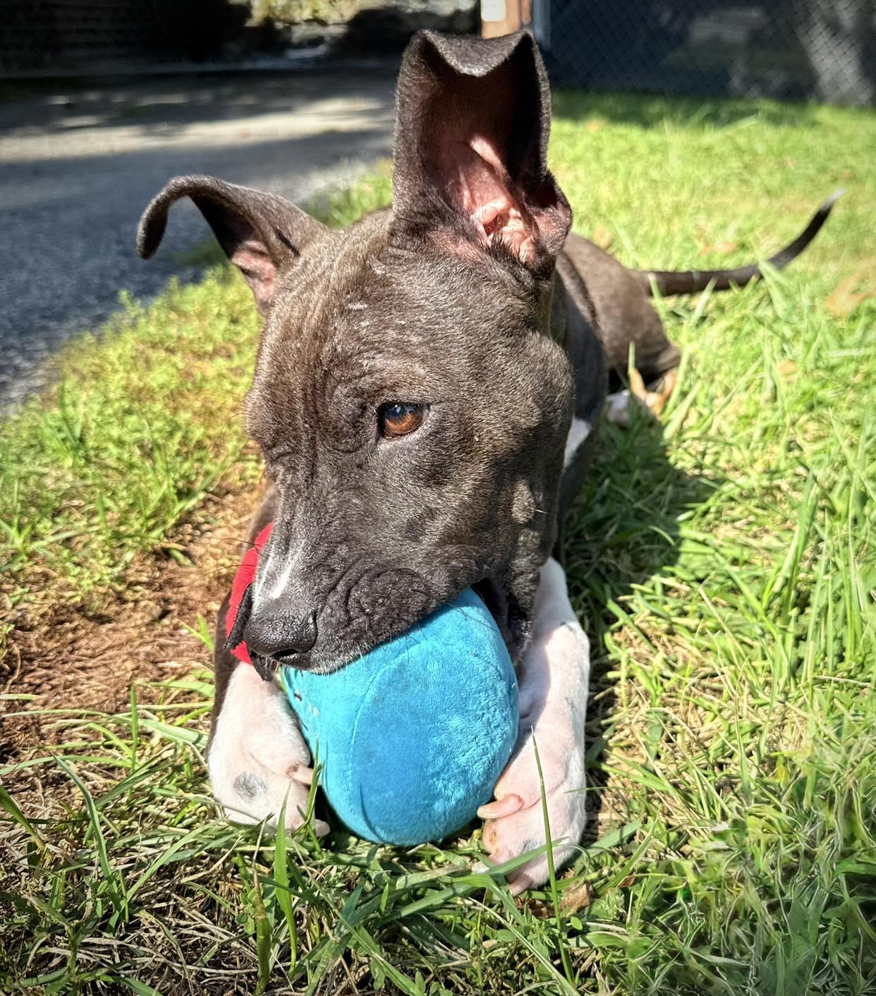 Salem, adopted, Puppy Female Pit Bull Terrier.