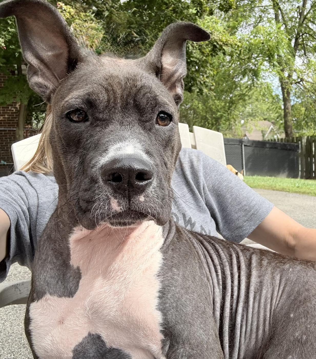 Enlarge Salem, an adopted mixed breed in Youngstown, OH image 3/4