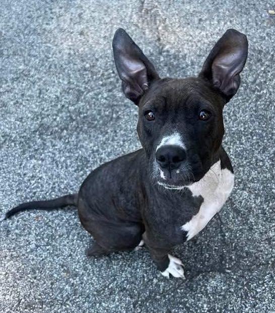 Enlarge Salem, an adopted mixed breed in Youngstown, OH image 4/4