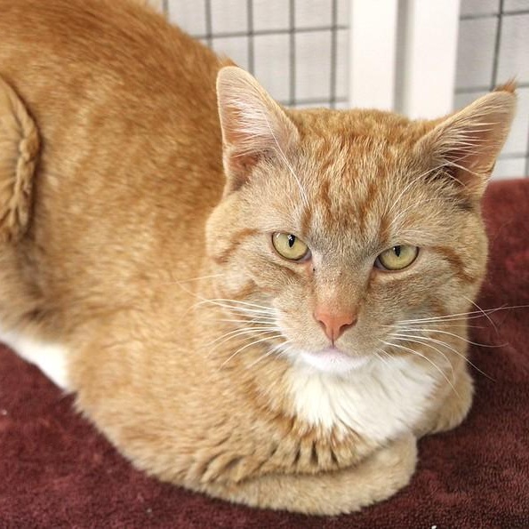 Enlarge Georgie, a ADOPTABLE Domestic Short Hair in Medfield, MA image 2/3