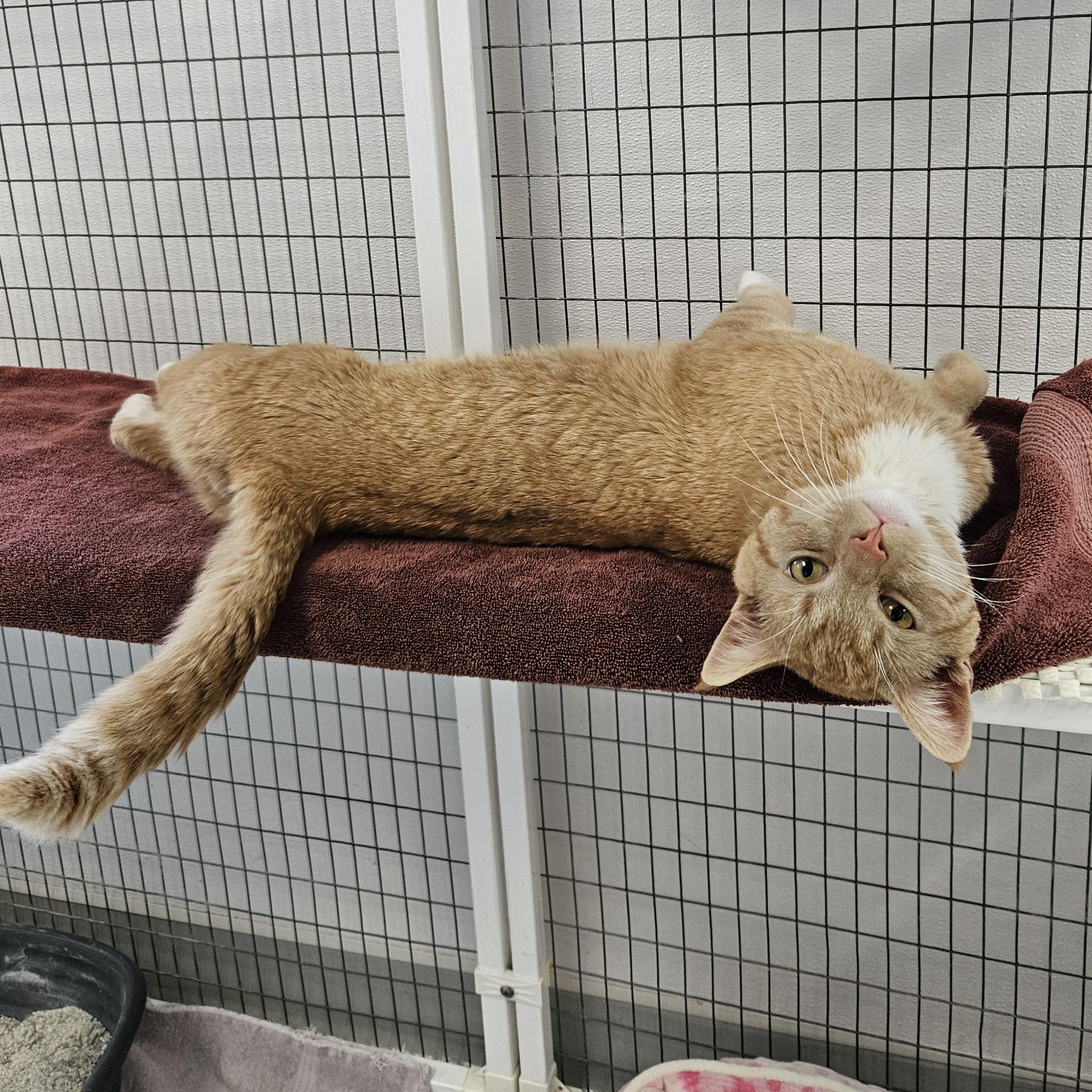 Enlarge Georgie, a ADOPTABLE Domestic Short Hair in Medfield, MA image 1/3