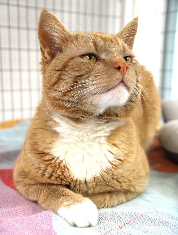 Enlarge Georgie, a ADOPTABLE Domestic Short Hair in Medfield, MA image 3/3