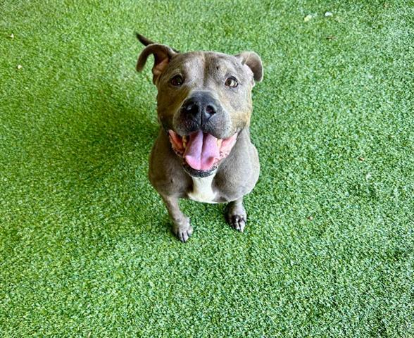 BILLIE, Adoptable, Adult Female Pit Bull Terrier.