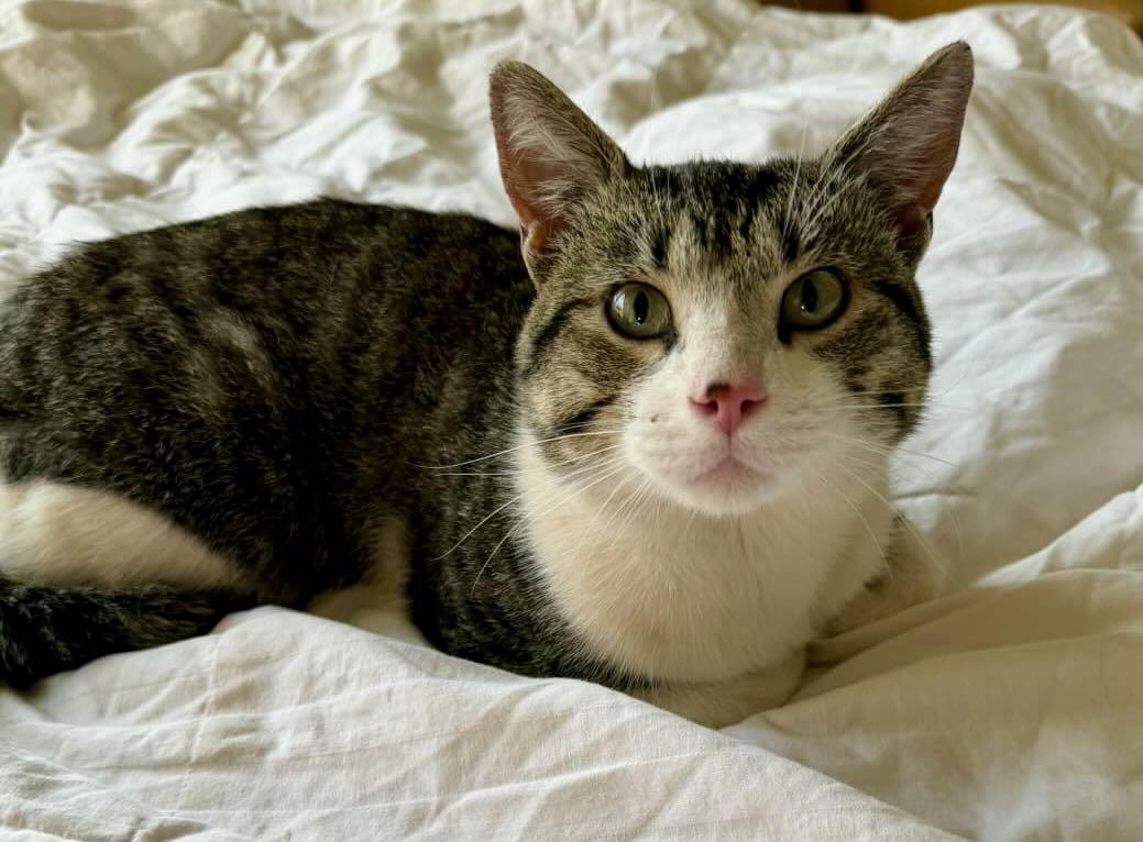 Enlarge Oscar, a Adoptable Tabby in Hood River, OR image 1/2