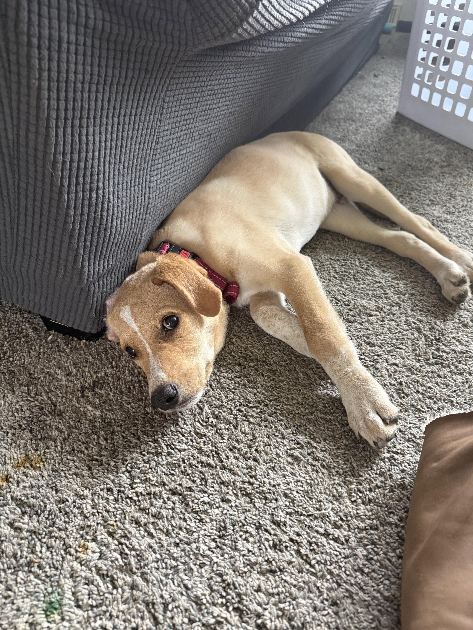Reuben, Adoptable, Puppy Male Labrador Retriever & Dachshund.