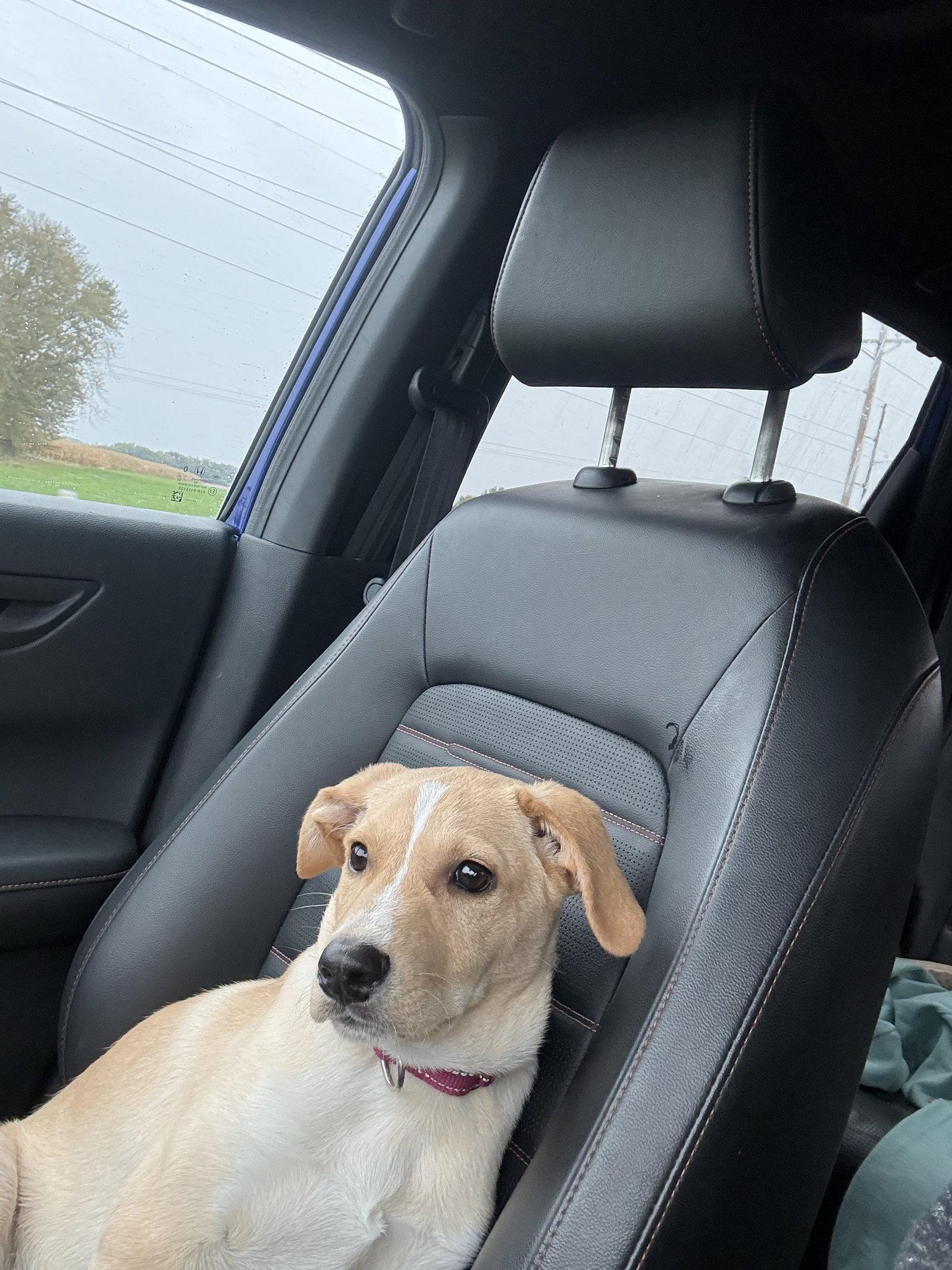 Enlarge Reuben, a Adoptable mixed breed in Brooklyn Center, MN image 2/3