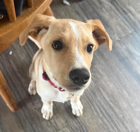 Enlarge Reuben, a Adoptable mixed breed in Brooklyn Center, MN image 3/3