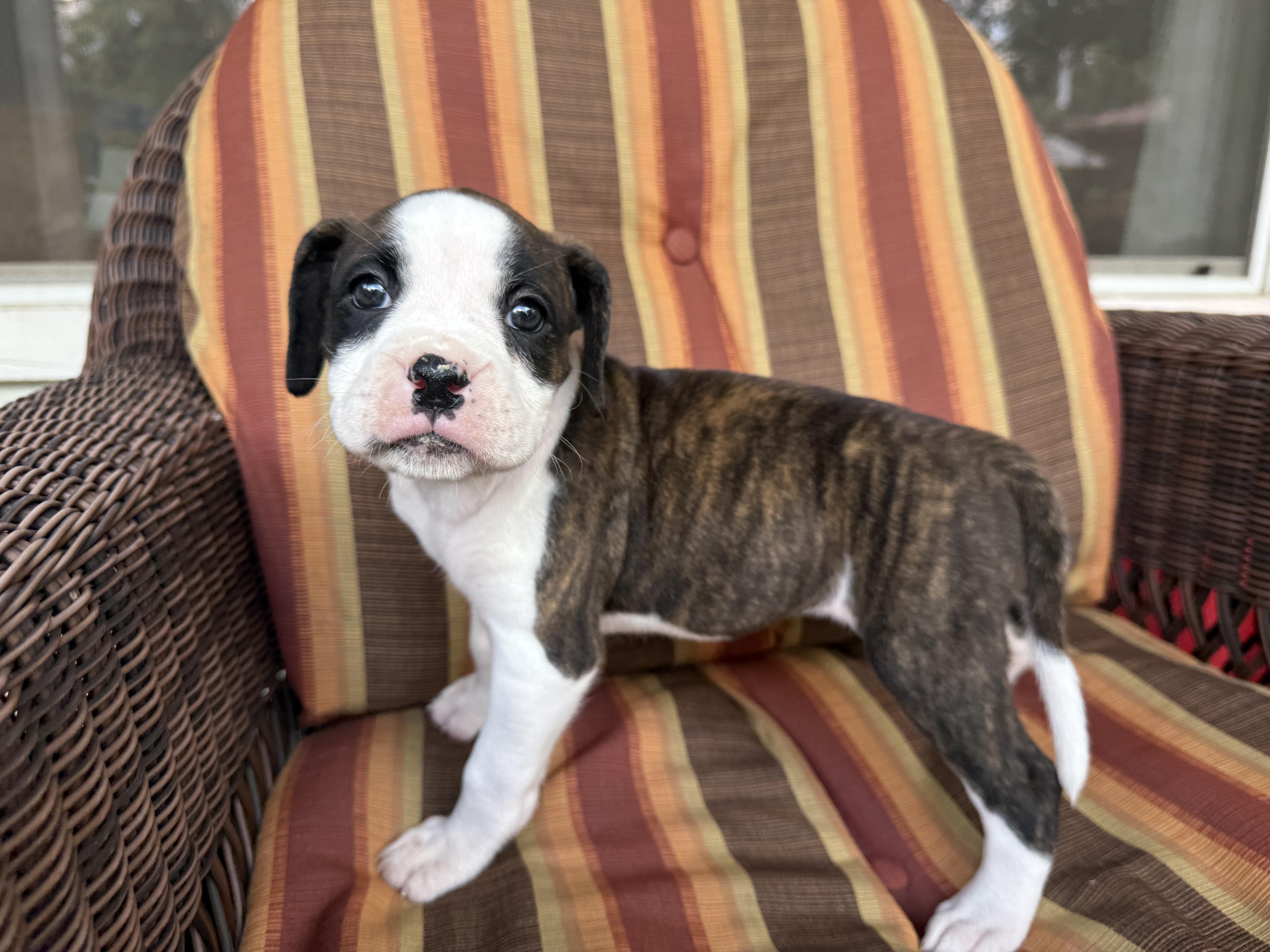 Enlarge The Sesame Street Boxer Litter, a Adopted Boxer in Dale, TX image 4/5