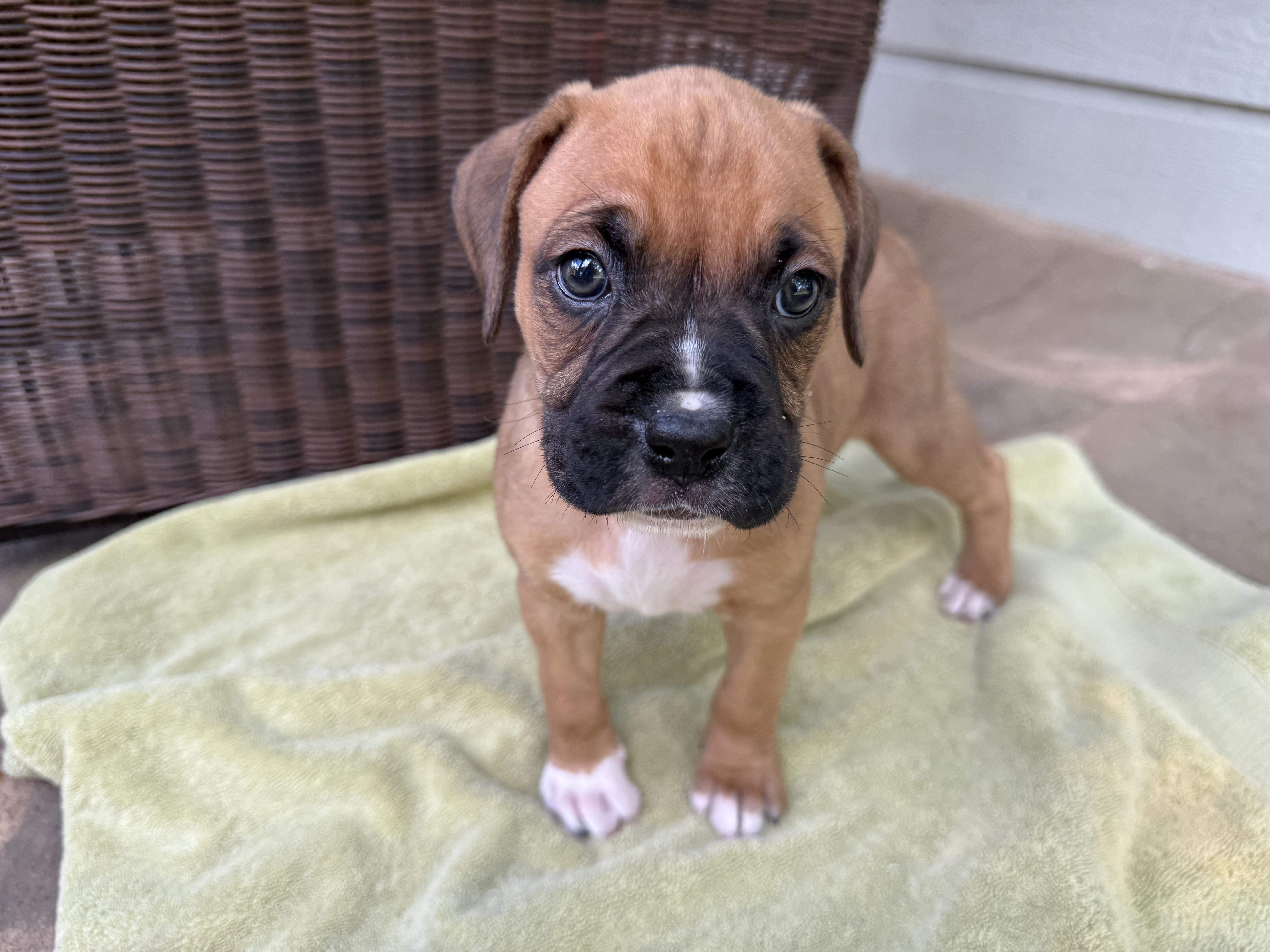 Enlarge The Sesame Street Boxer Litter, a Adopted Boxer in Dale, TX image 5/5