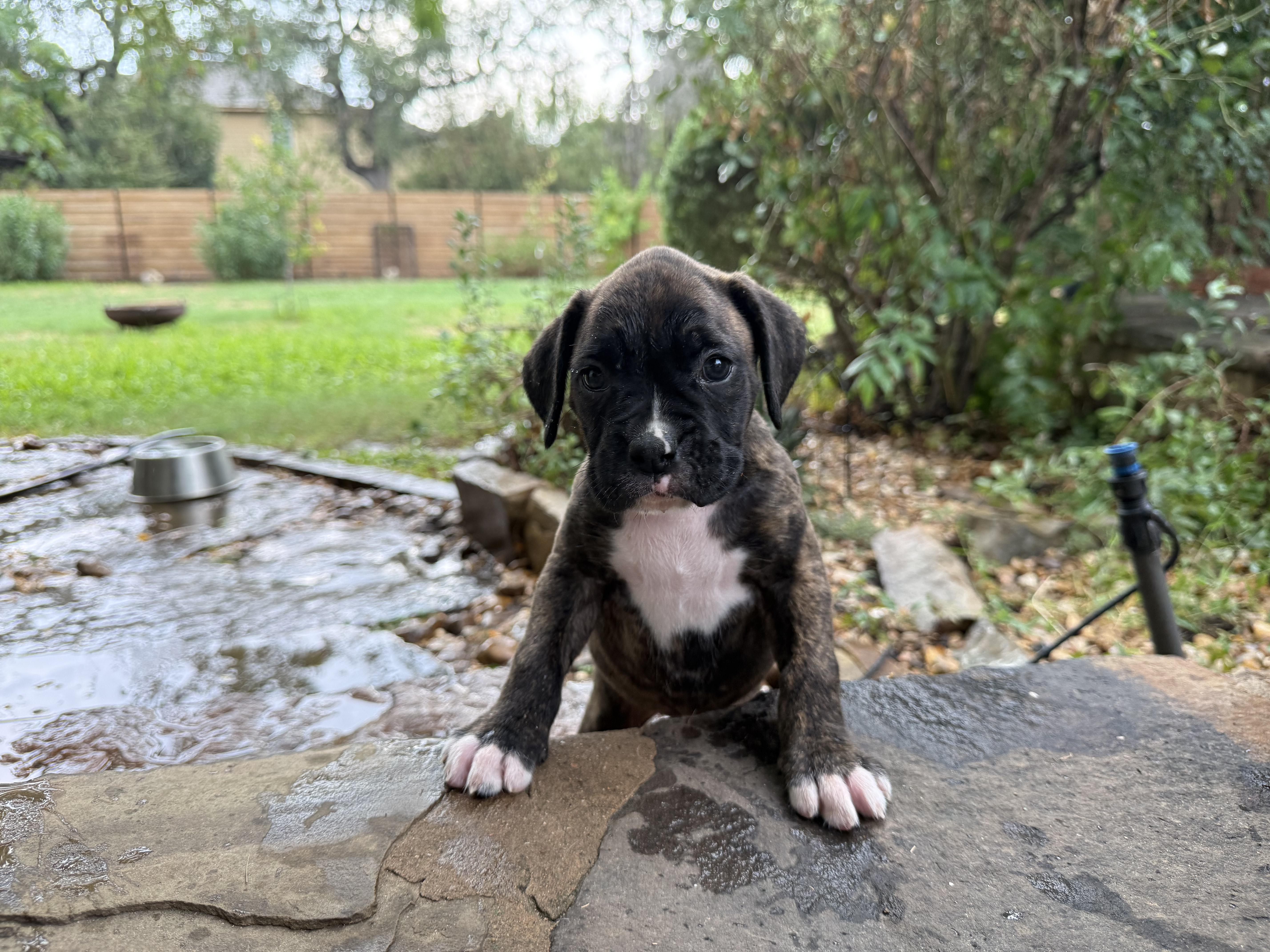 Enlarge The Sesame Street Boxer Litter, a Adopted Boxer in Dale, TX image 2/5