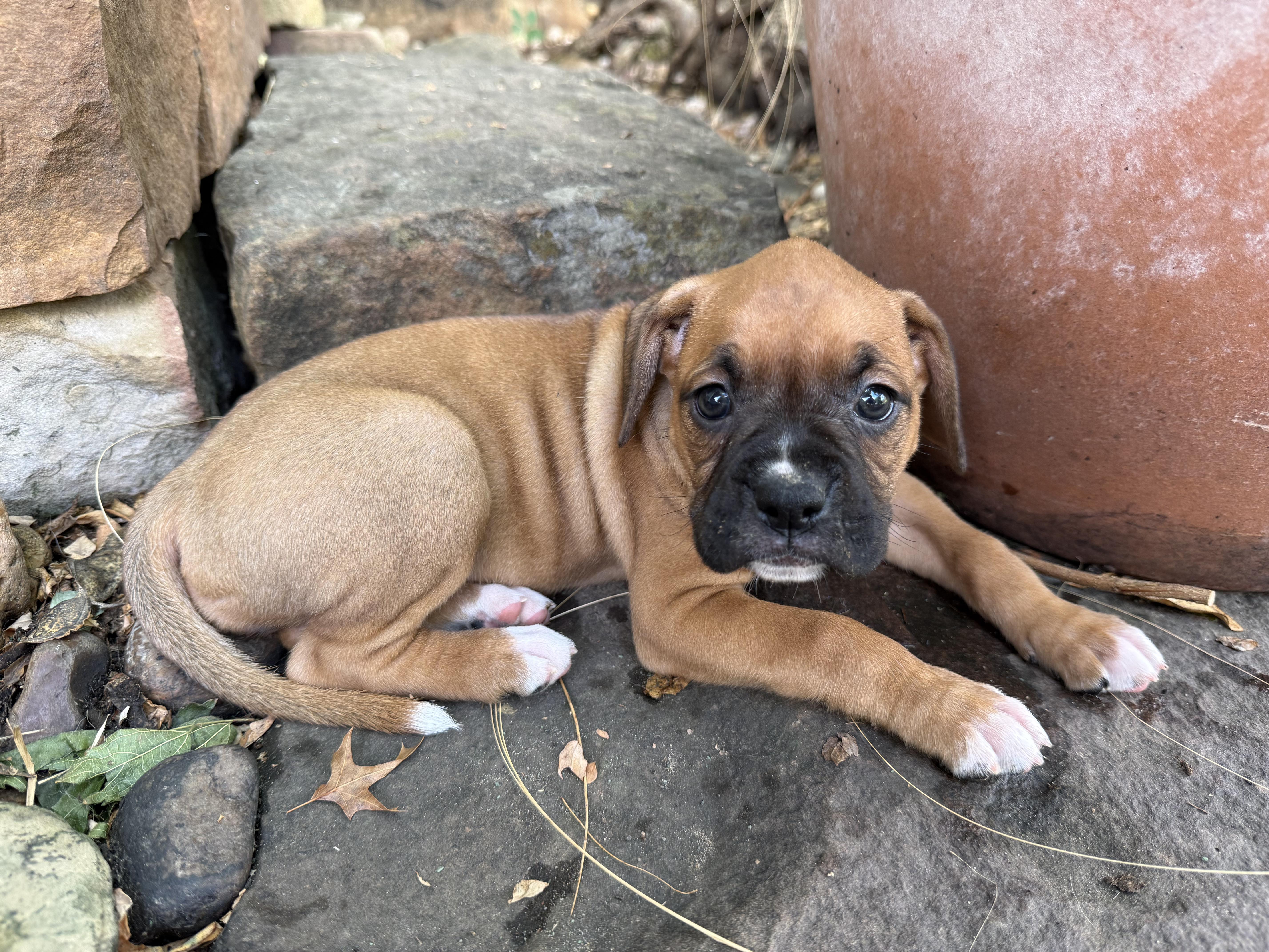 Enlarge The Sesame Street Boxer Litter, a Adopted Boxer in Dale, TX image 3/5