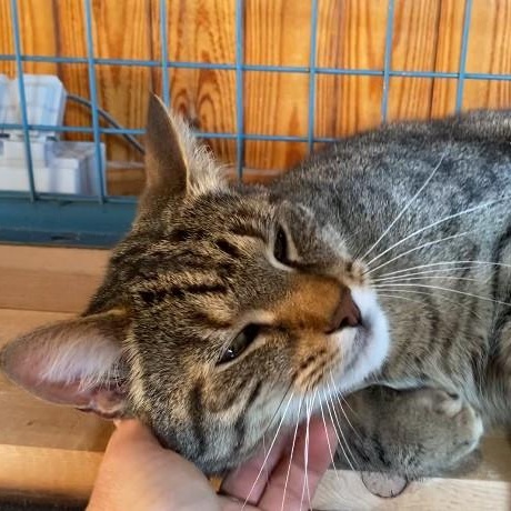 Enlarge Chico, a Adopted Domestic Short Hair in Paris, ON image 1/4