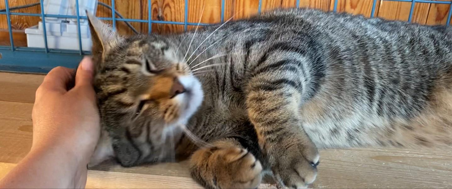 Enlarge Chico, a Adopted Domestic Short Hair in Paris, ON image 2/4