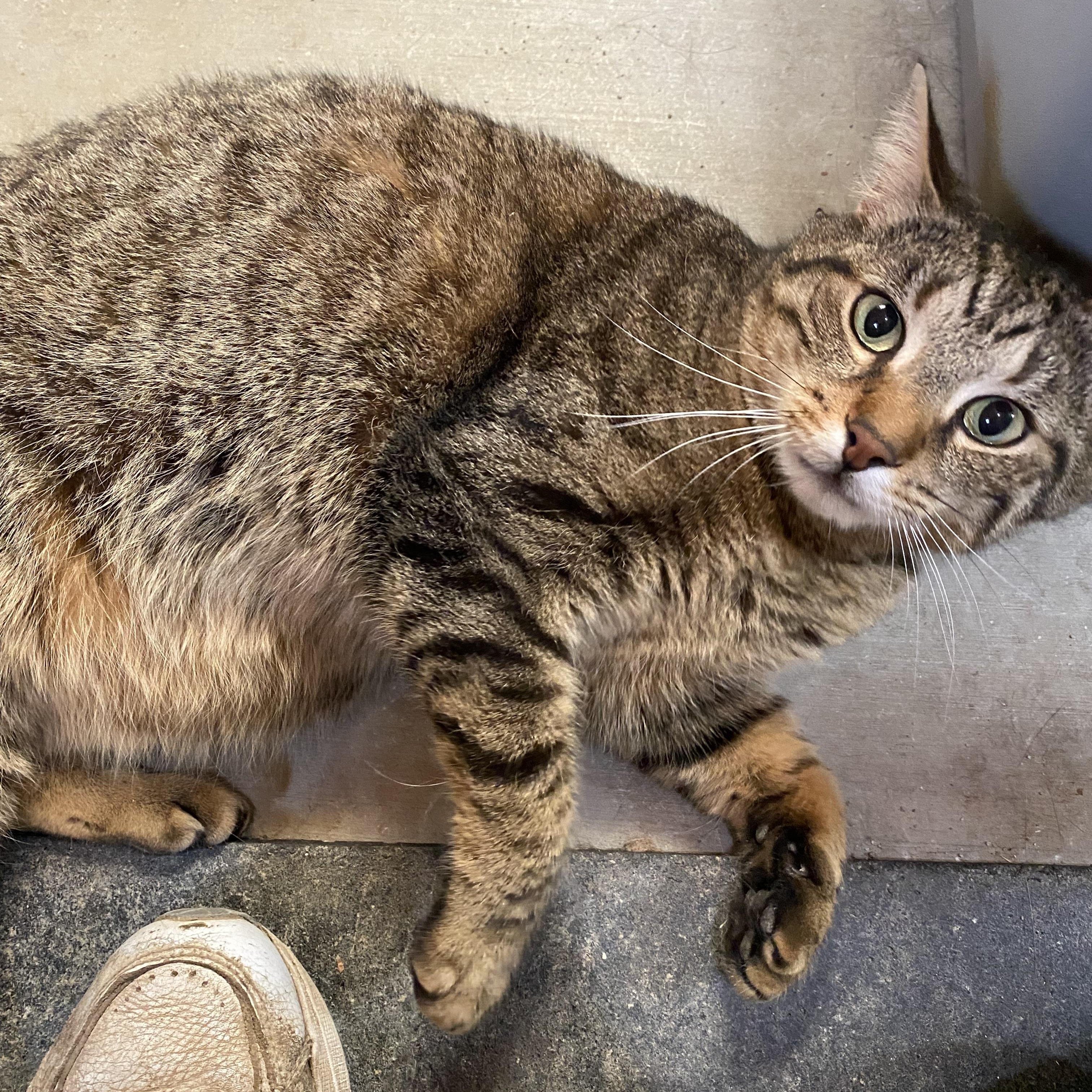 Enlarge Chico, a Adopted Domestic Short Hair in Paris, ON image 3/4