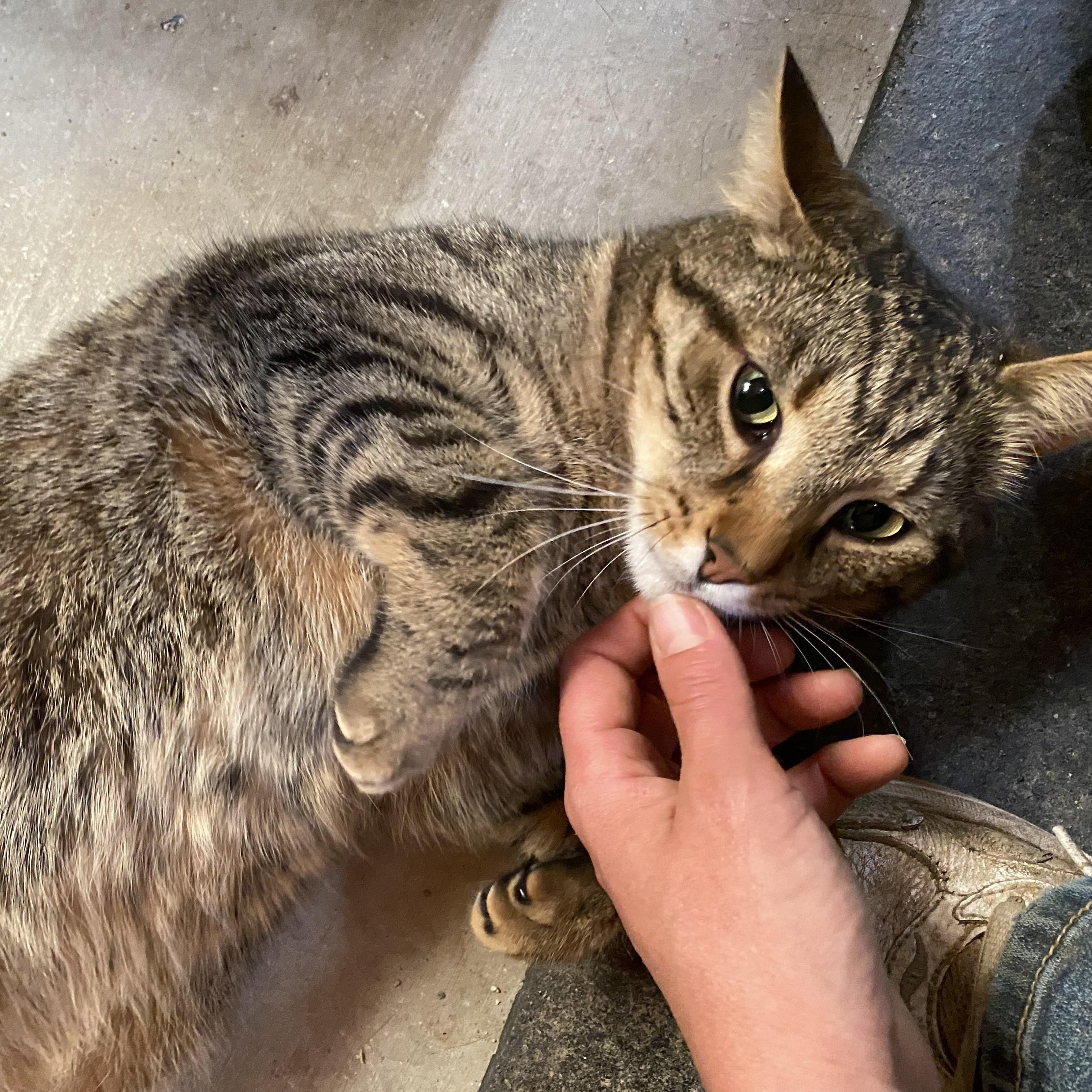 Enlarge Chico, a Adopted Domestic Short Hair in Paris, ON image 4/4