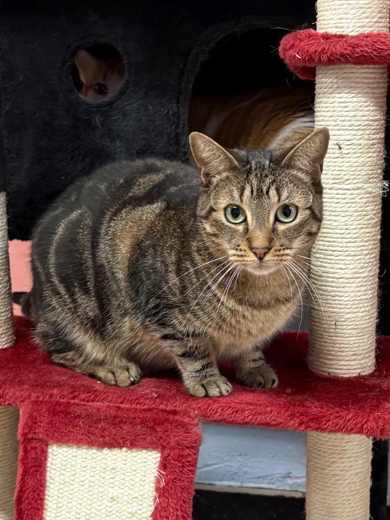 Enlarge Beth, a Adoptable mixed breed in Fort Lauderdale, FL image 1/5