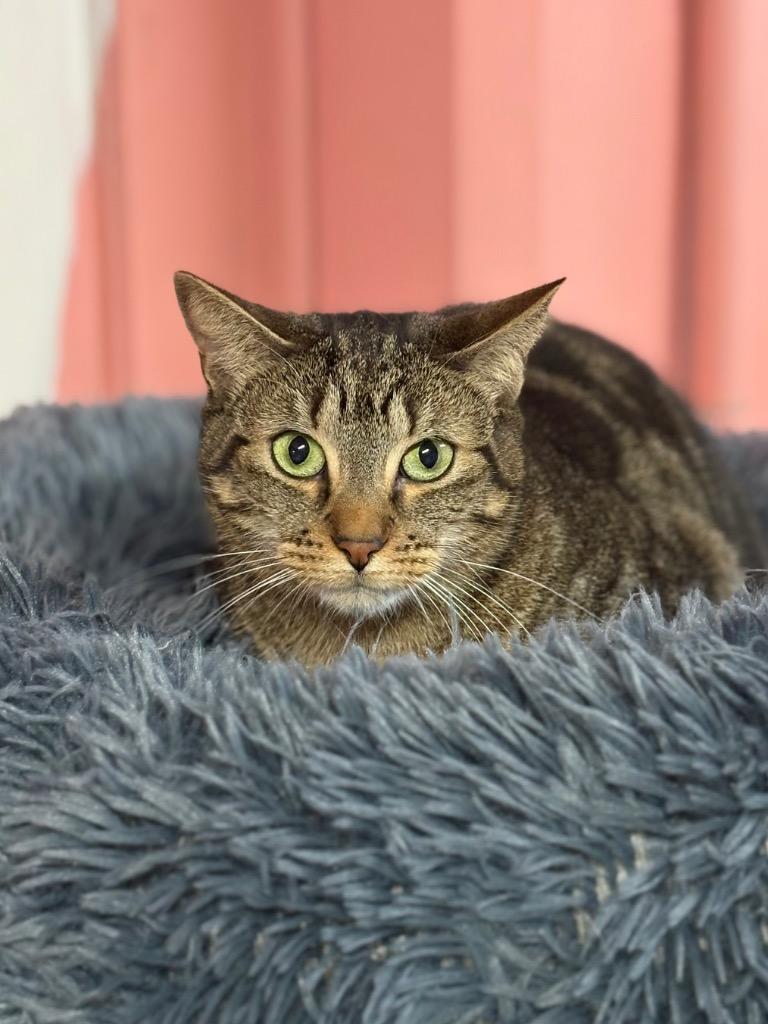 Beth, a Adoptable mixed breed in Fort Lauderdale, FL image 1/5