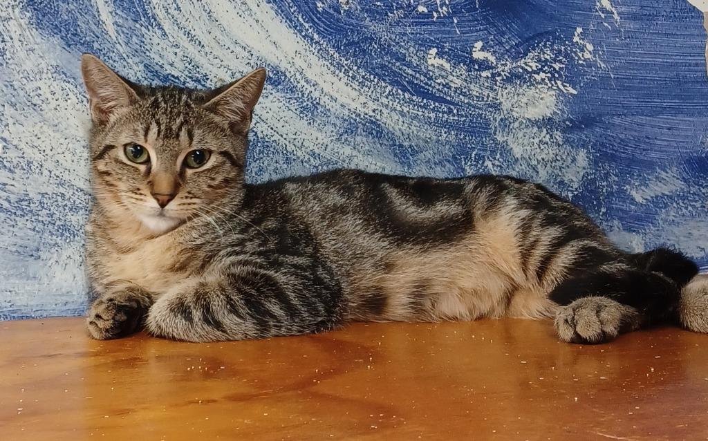 Enlarge Beth, a Adoptable mixed breed in Fort Lauderdale, FL image 2/5