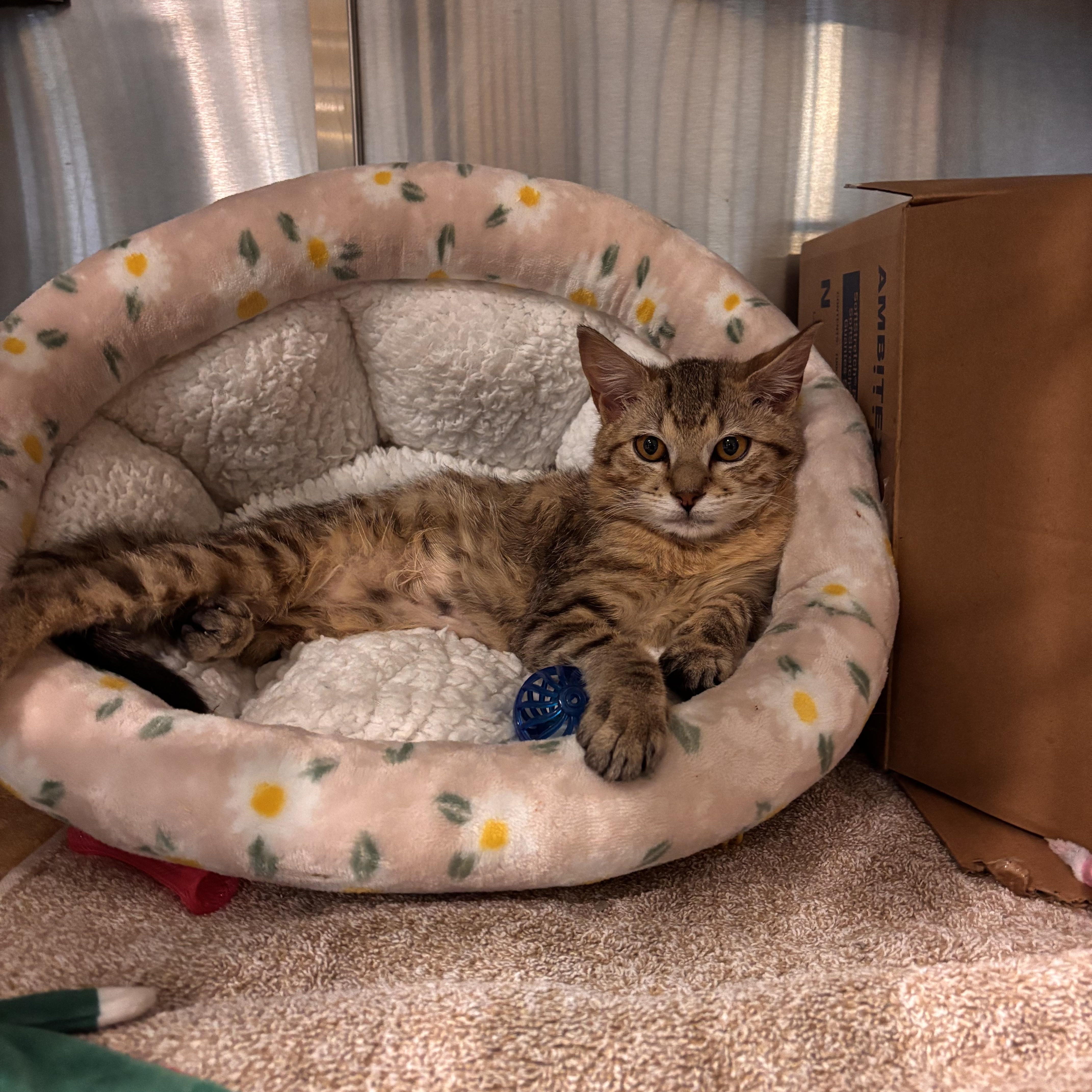 Wallace, adopted, Young Male Domestic Short Hair.