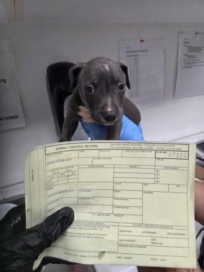 Urchin, Adopted, Puppy Female Pit Bull Terrier.