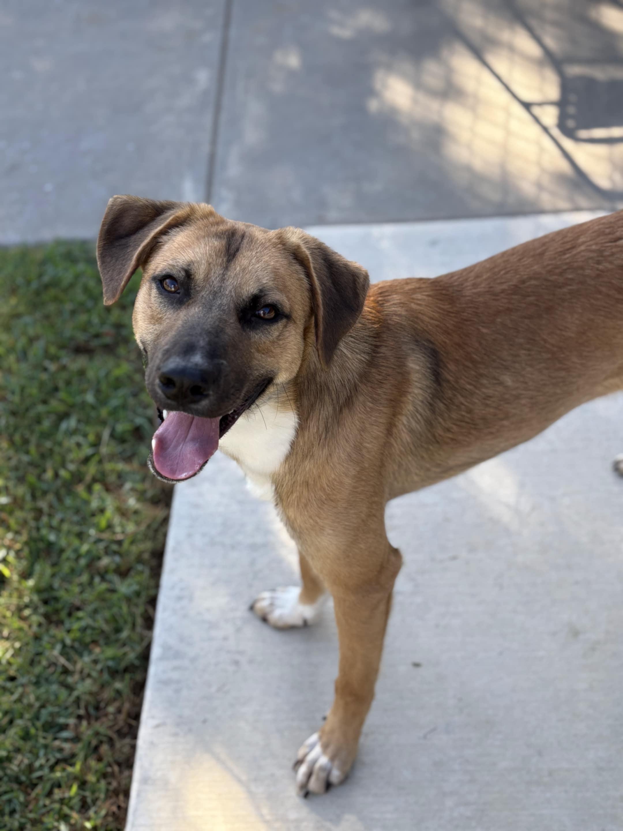 Enlarge Finn, a Adoptable Belgian Shepherd / Malinois in Vancouver, WA image 2/6
