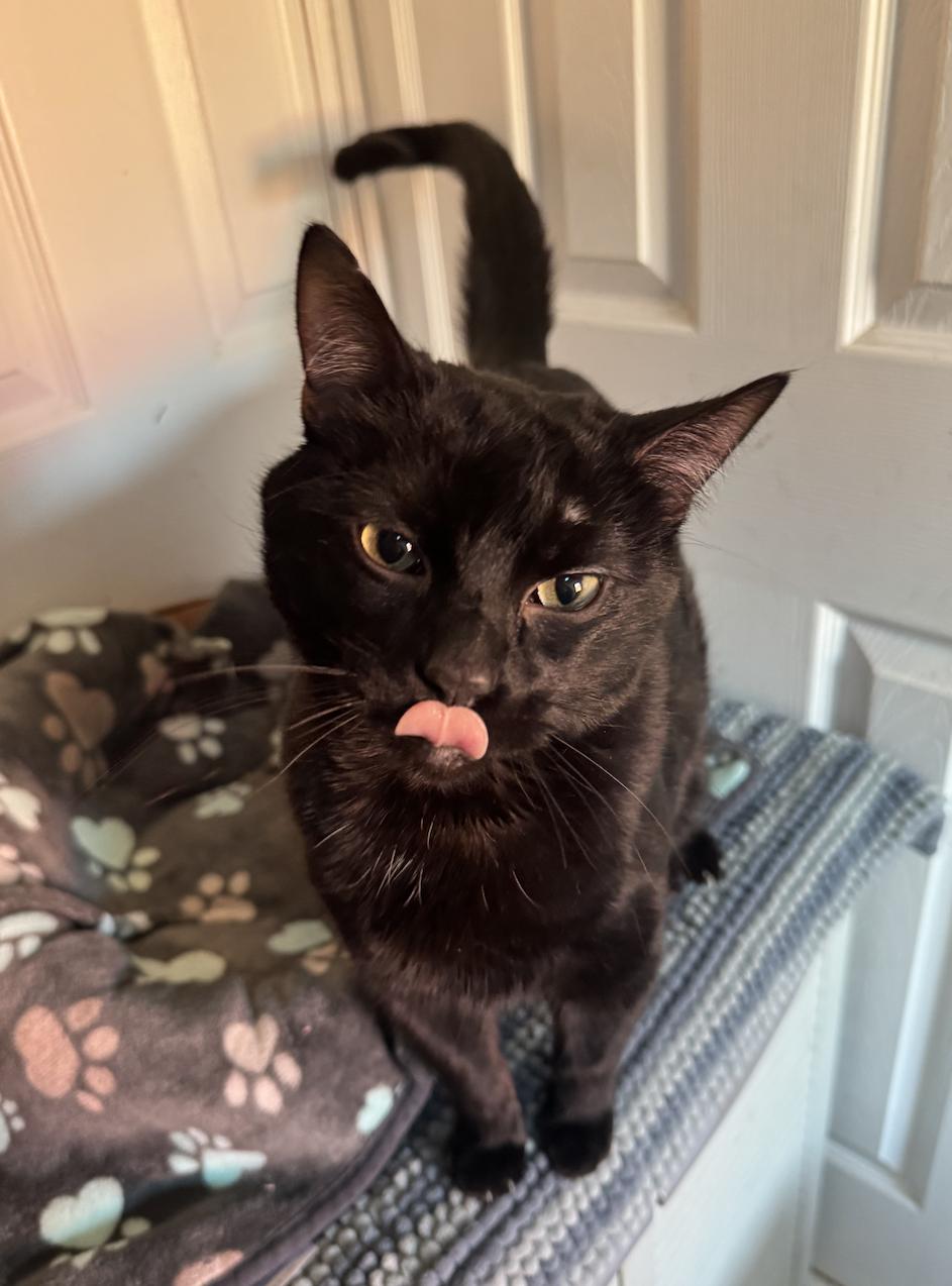 Ambrose, a Adoptable Domestic Short Hair in Leon, KS image 2/2