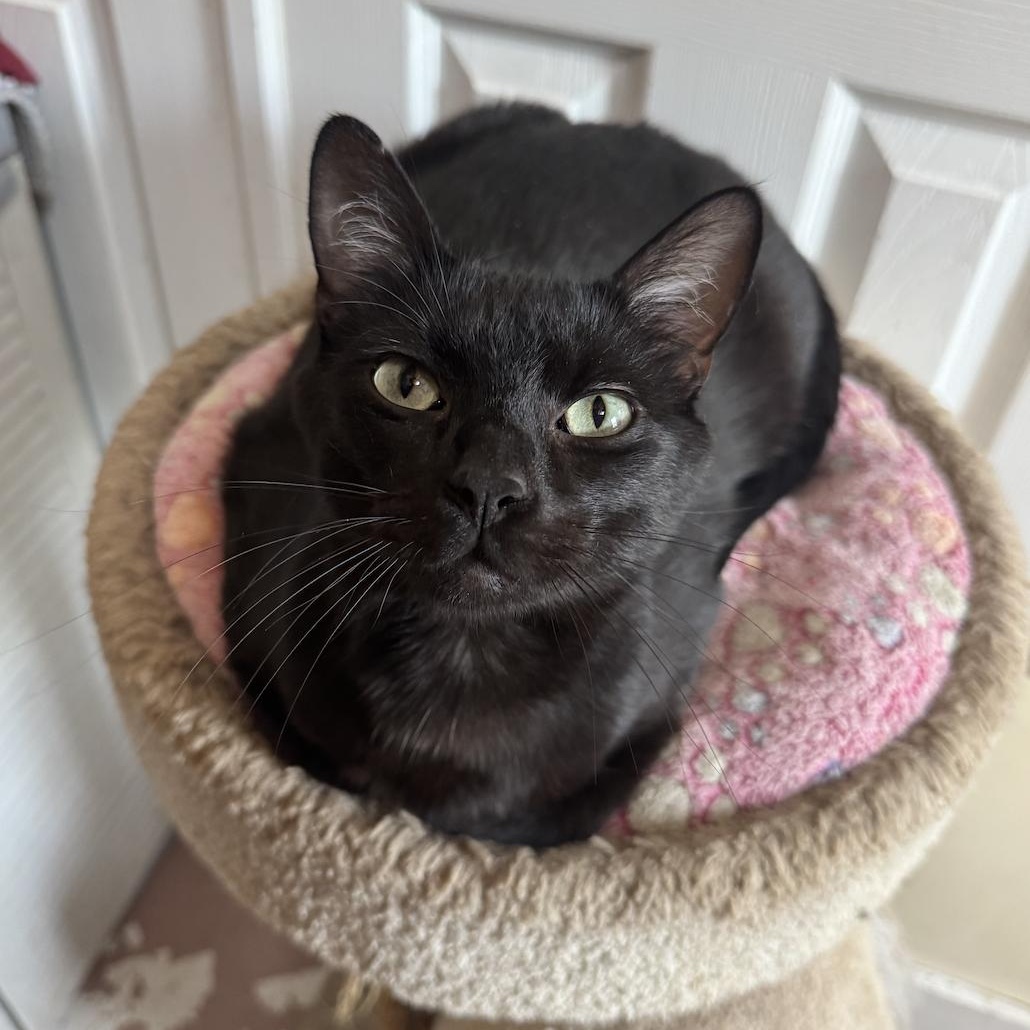 Ambrose, a Adoptable Domestic Short Hair in Leon, KS image 1/2