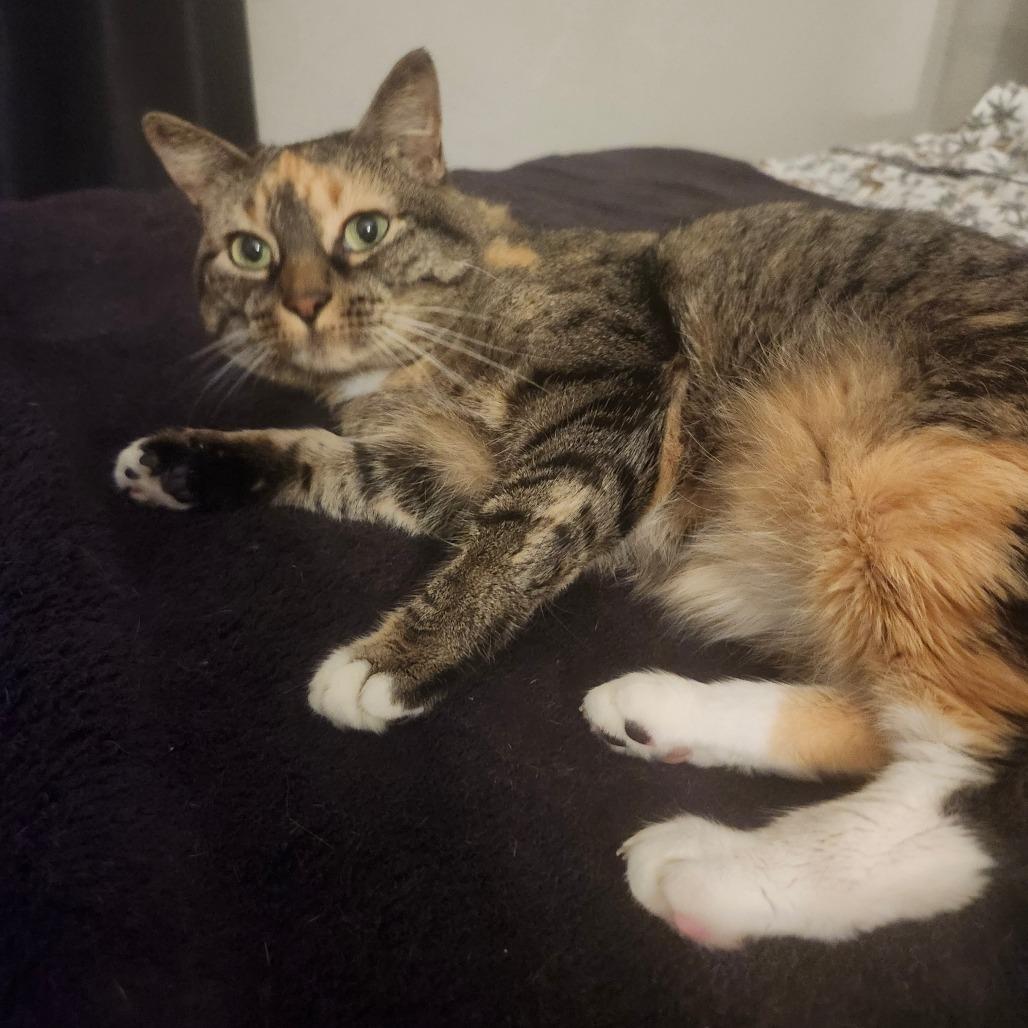 Scarlett, Adoptable, Adult Female Domestic Short Hair.