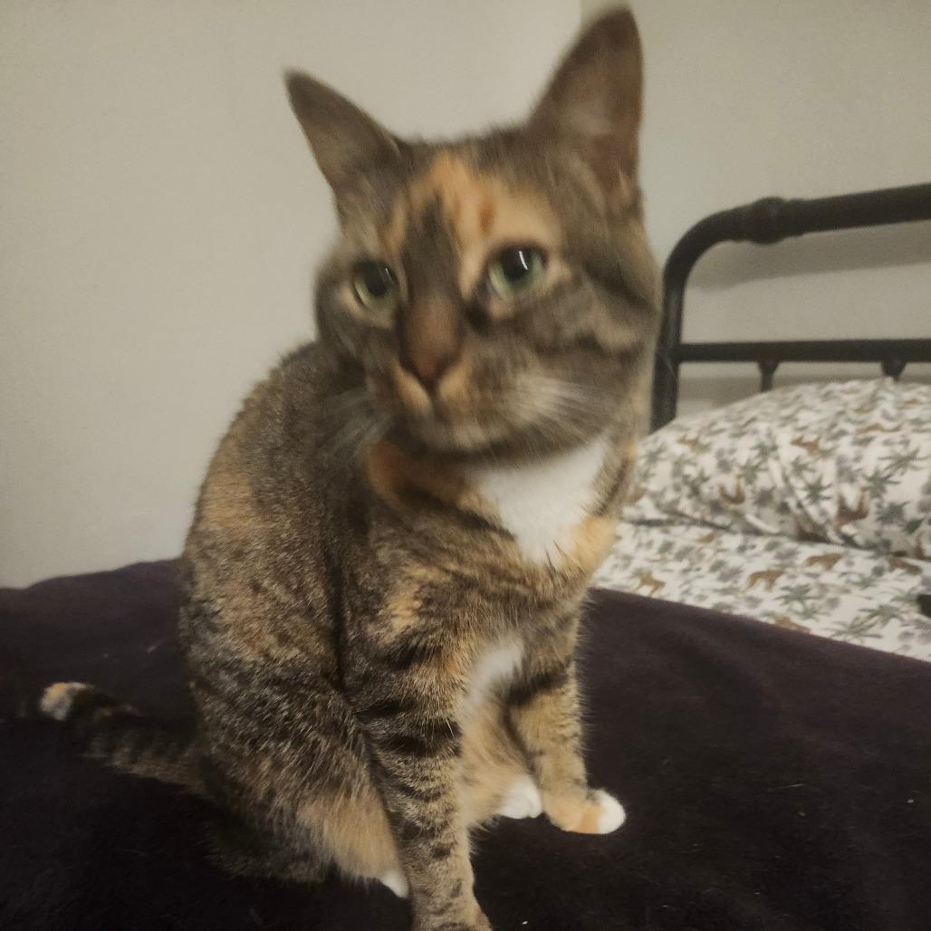 Scarlett, a Adoptable Domestic Short Hair in Tallahassee, FL image 2/4