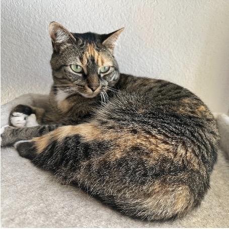 Scarlett, a Adoptable Domestic Short Hair in Tallahassee, FL image 3/4