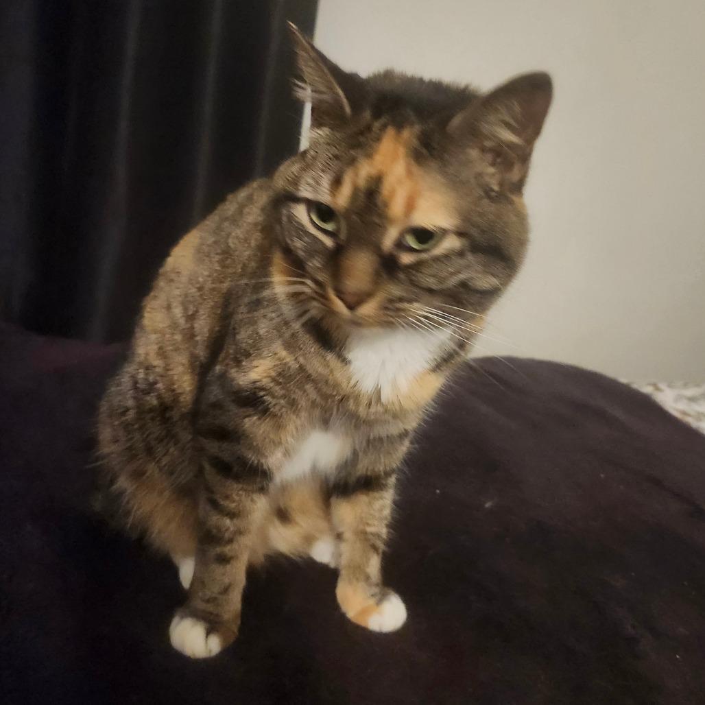 Scarlett, a Adoptable Domestic Short Hair in Tallahassee, FL image 4/4