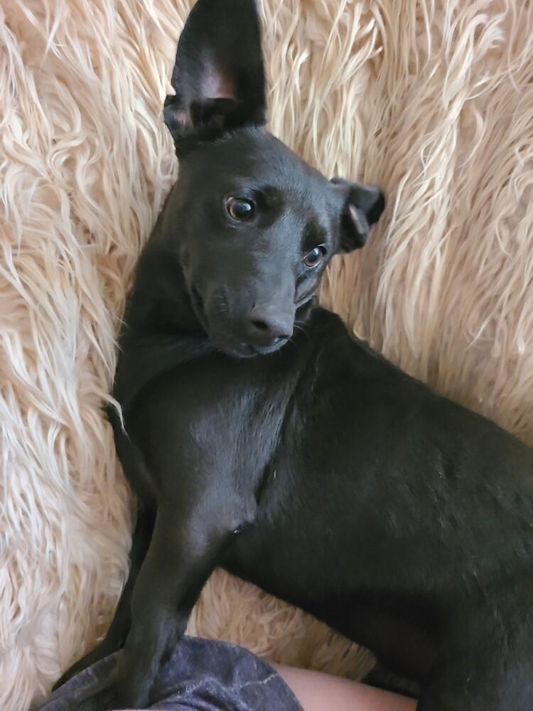 Enlarge Bear, a Adoptable mixed breed in Rancho Cucamonga, CA image 1/4