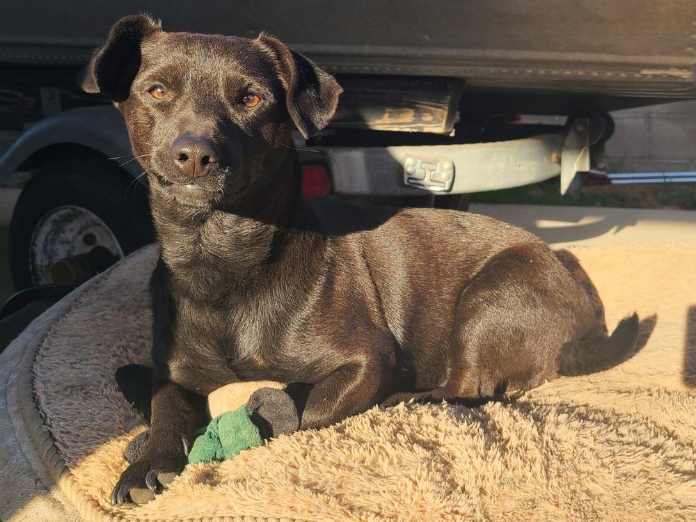 Enlarge Bear, a Adoptable mixed breed in Rancho Cucamonga, CA image 2/4