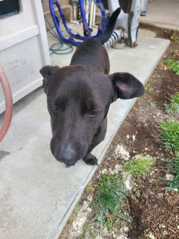 Enlarge Bear, a Adoptable mixed breed in Rancho Cucamonga, CA image 3/4