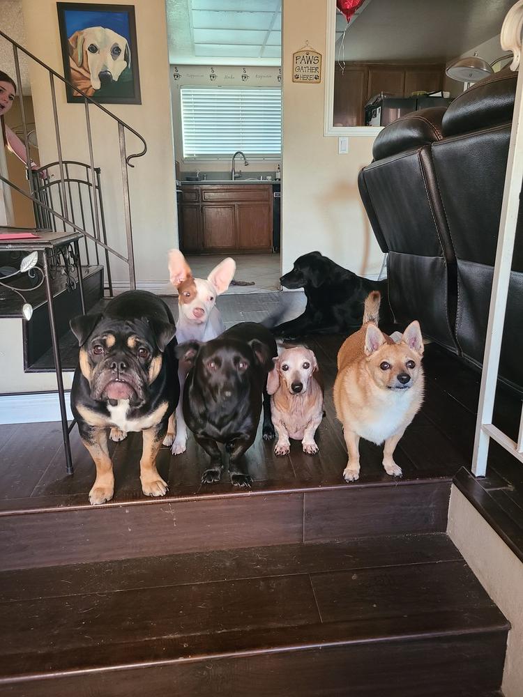 Enlarge Bear, a Adoptable mixed breed in Rancho Cucamonga, CA image 4/4