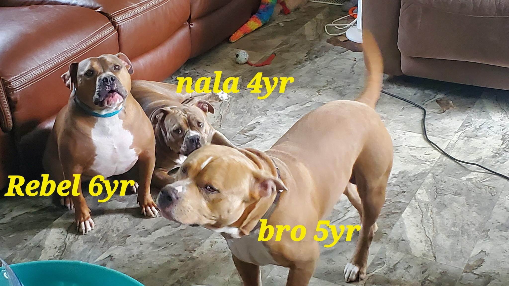 Nala, a Adoptable Pit Bull Terrier in Chesapeake Beach, MD image 5/5