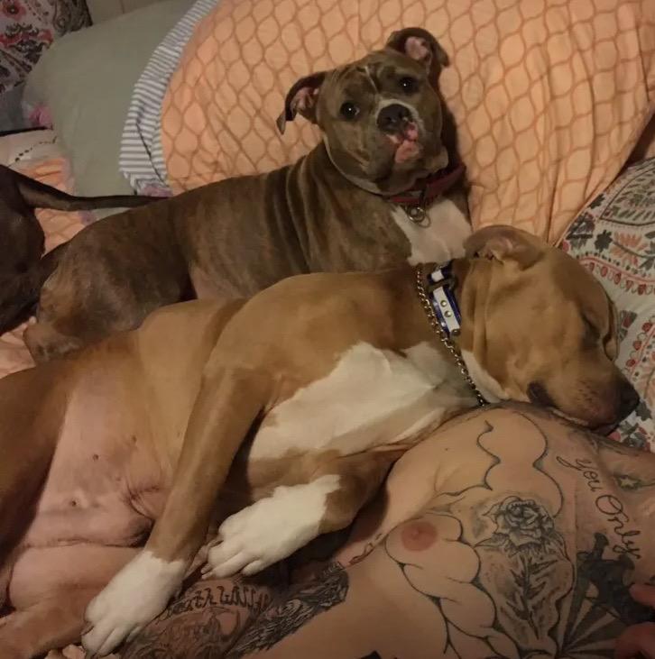 Nala, a Adoptable Pit Bull Terrier in Chesapeake Beach, MD image 3/5