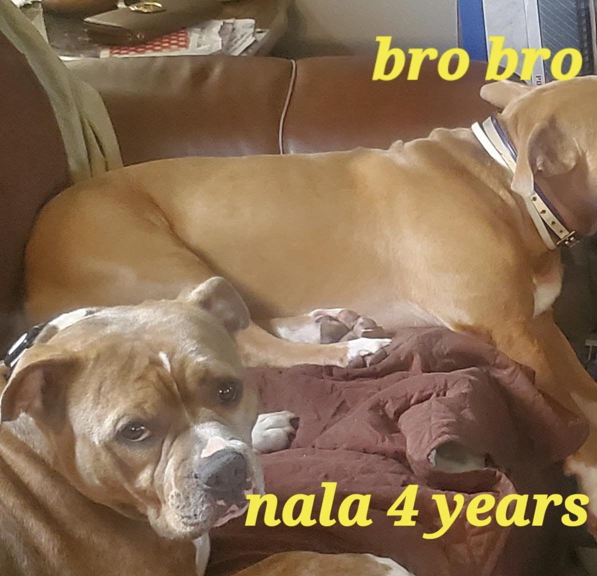 Nala, a Adoptable Pit Bull Terrier in Chesapeake Beach, MD image 2/5