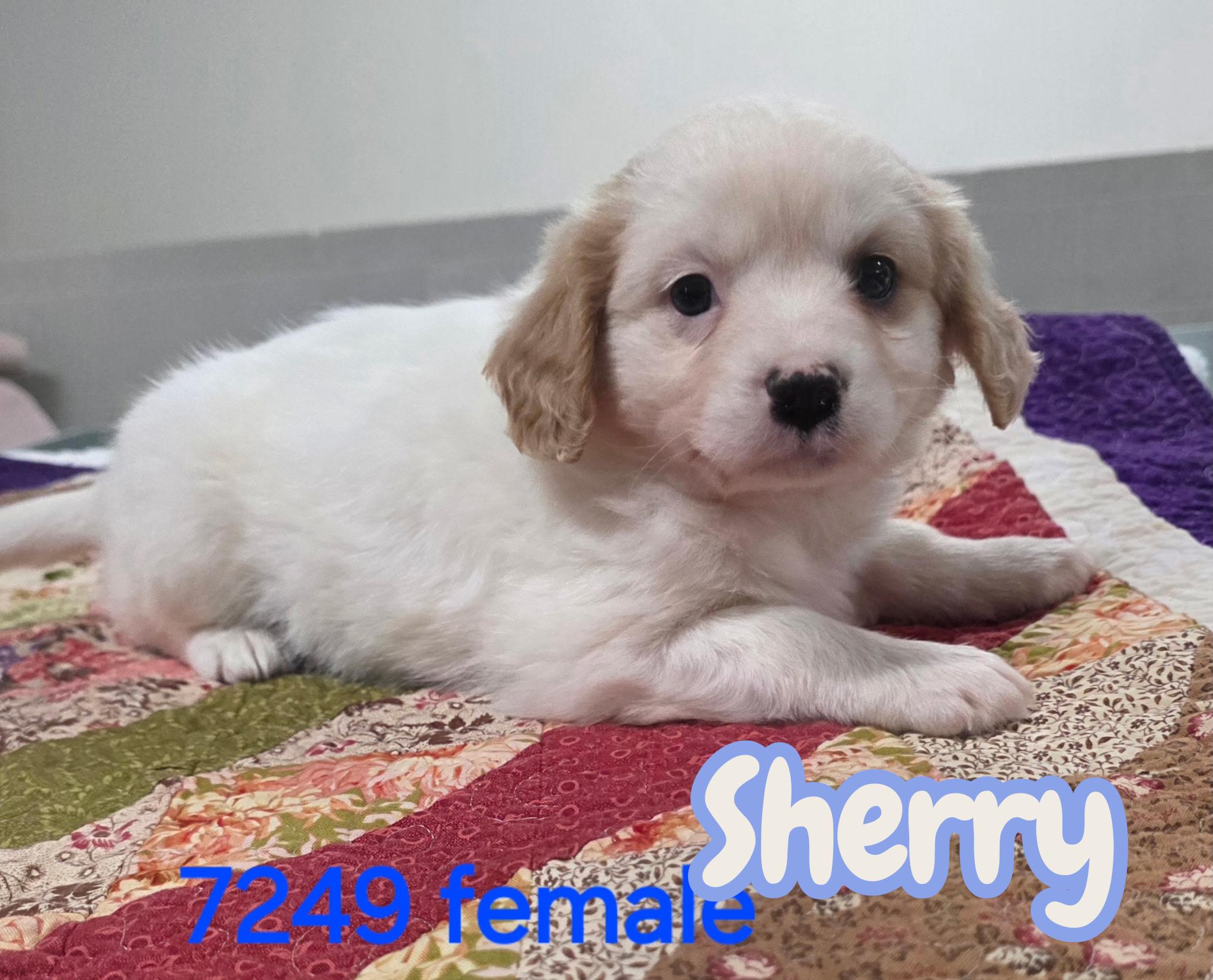 Enlarge Sherry , a ADOPTABLE mixed breed in South Amboy, NJ image 1/1
