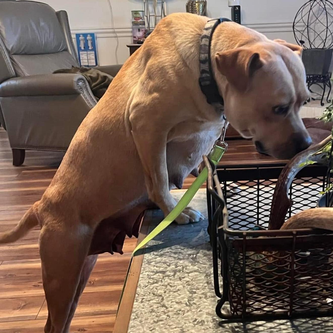 Rosie, a Adoptable mixed breed in Leesburg, GA image 5/5