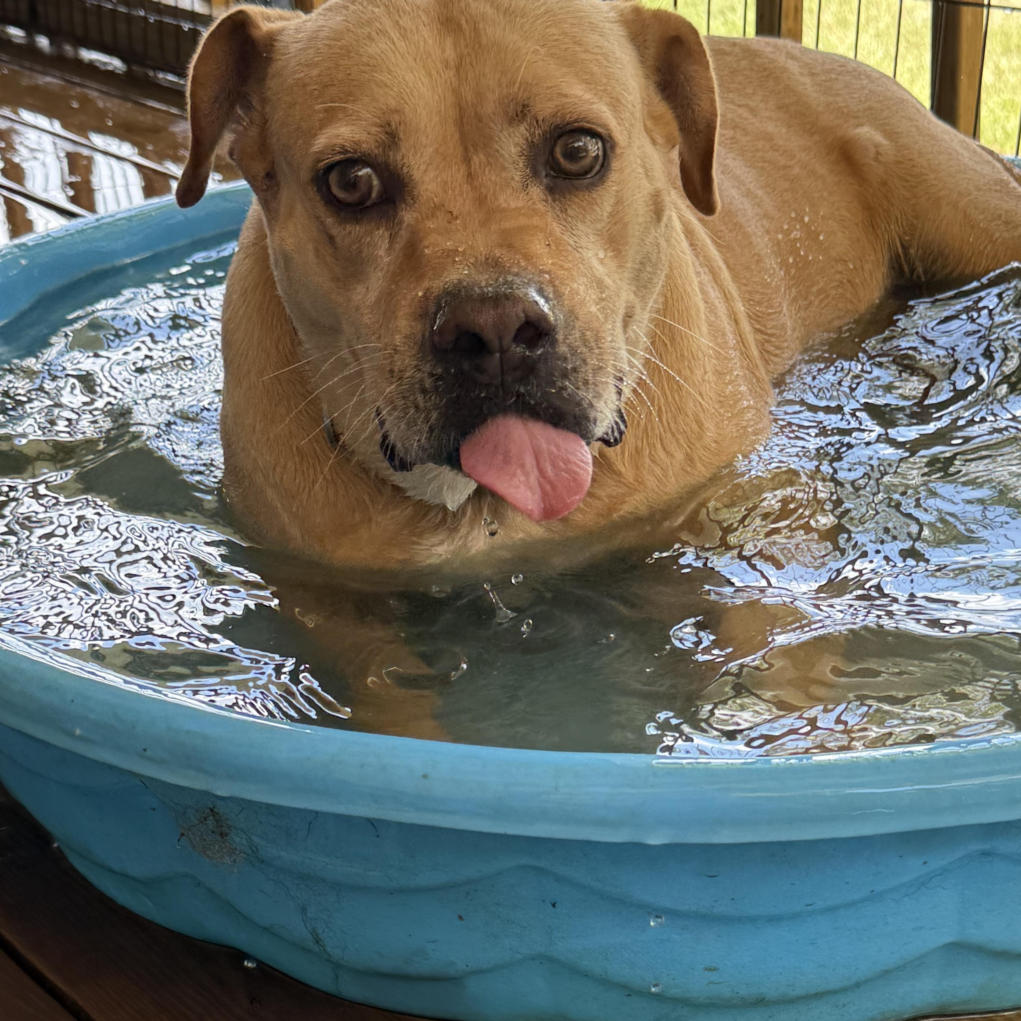 Rosie, a Adoptable mixed breed in Leesburg, GA image 3/5