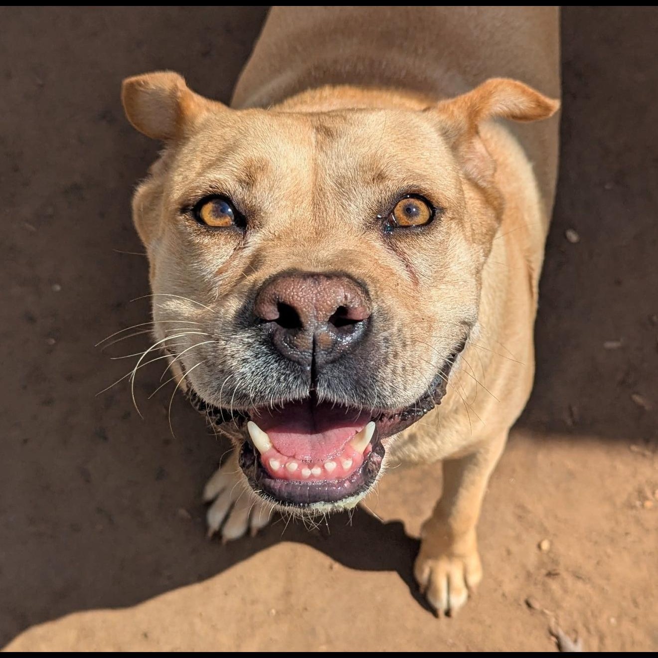 Rosie, Adoptable, Adult Female American Bulldog & Great Pyrenees.