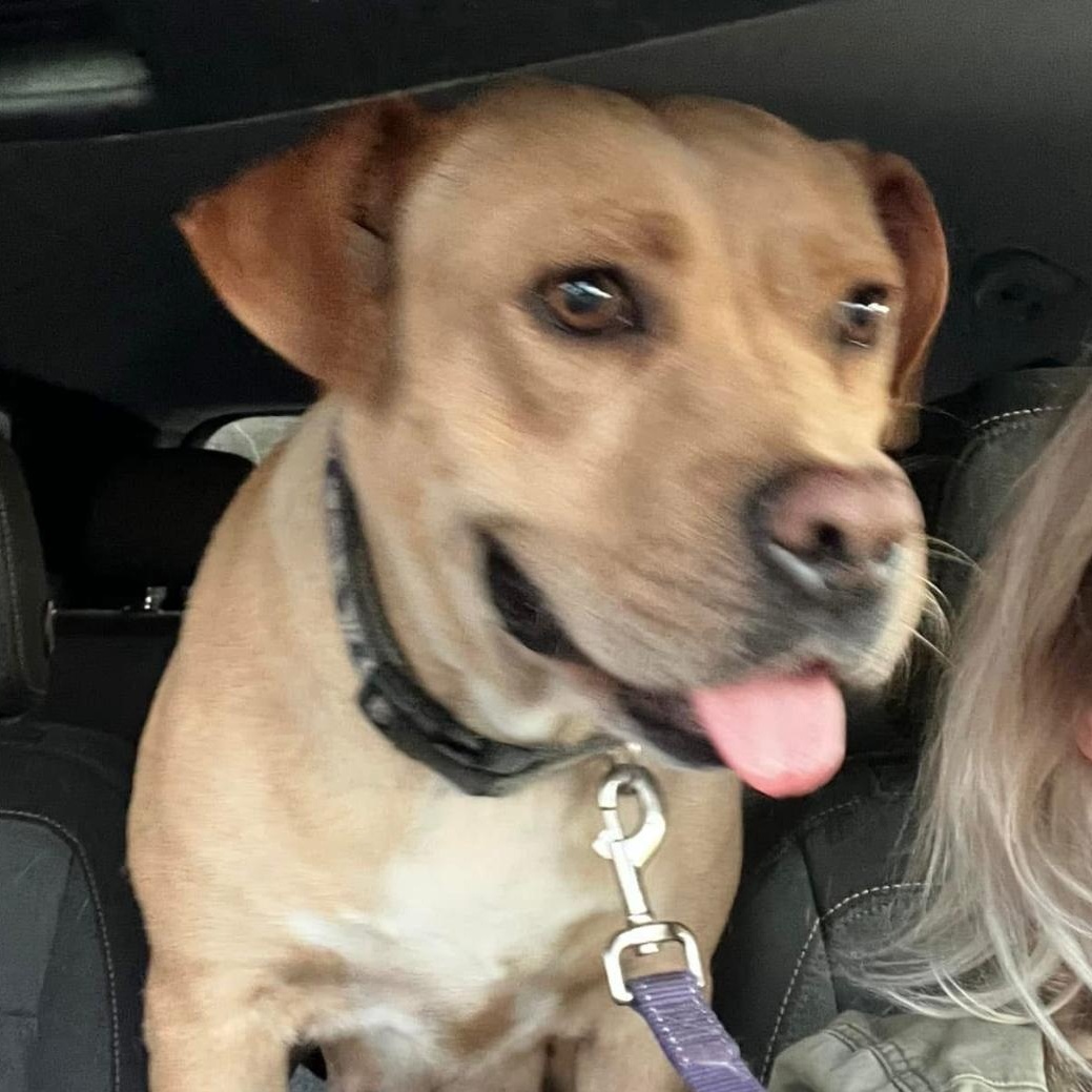 Rosie, a Adoptable mixed breed in Leesburg, GA image 2/5