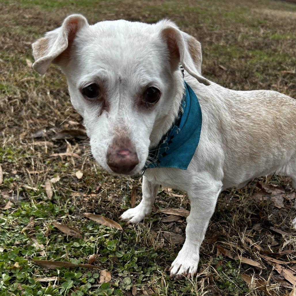 Enlarge Ozzy, a Adoptable mixed breed in Rockville, MD image 1/4