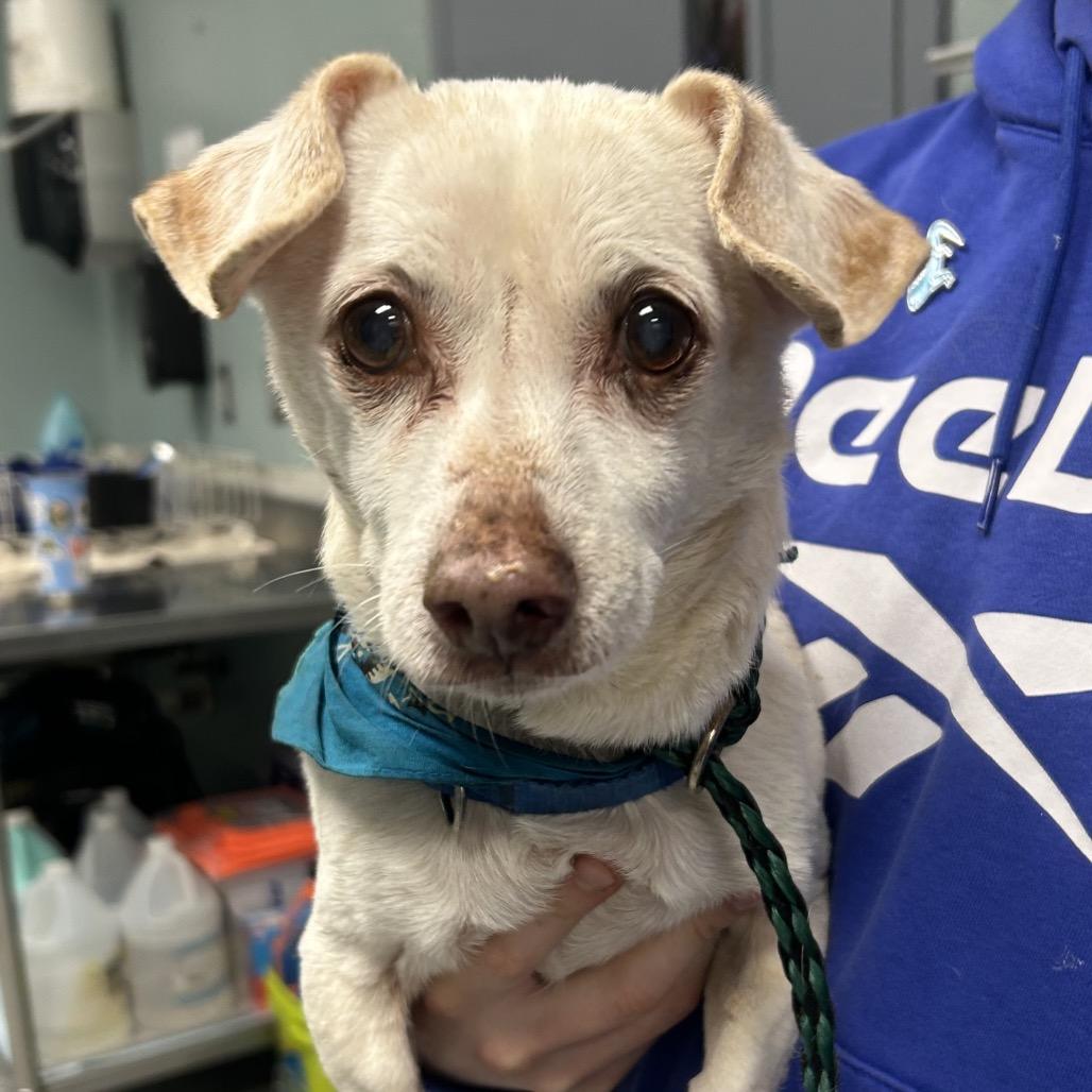 Enlarge Ozzy, a Adoptable mixed breed in Rockville, MD image 2/4