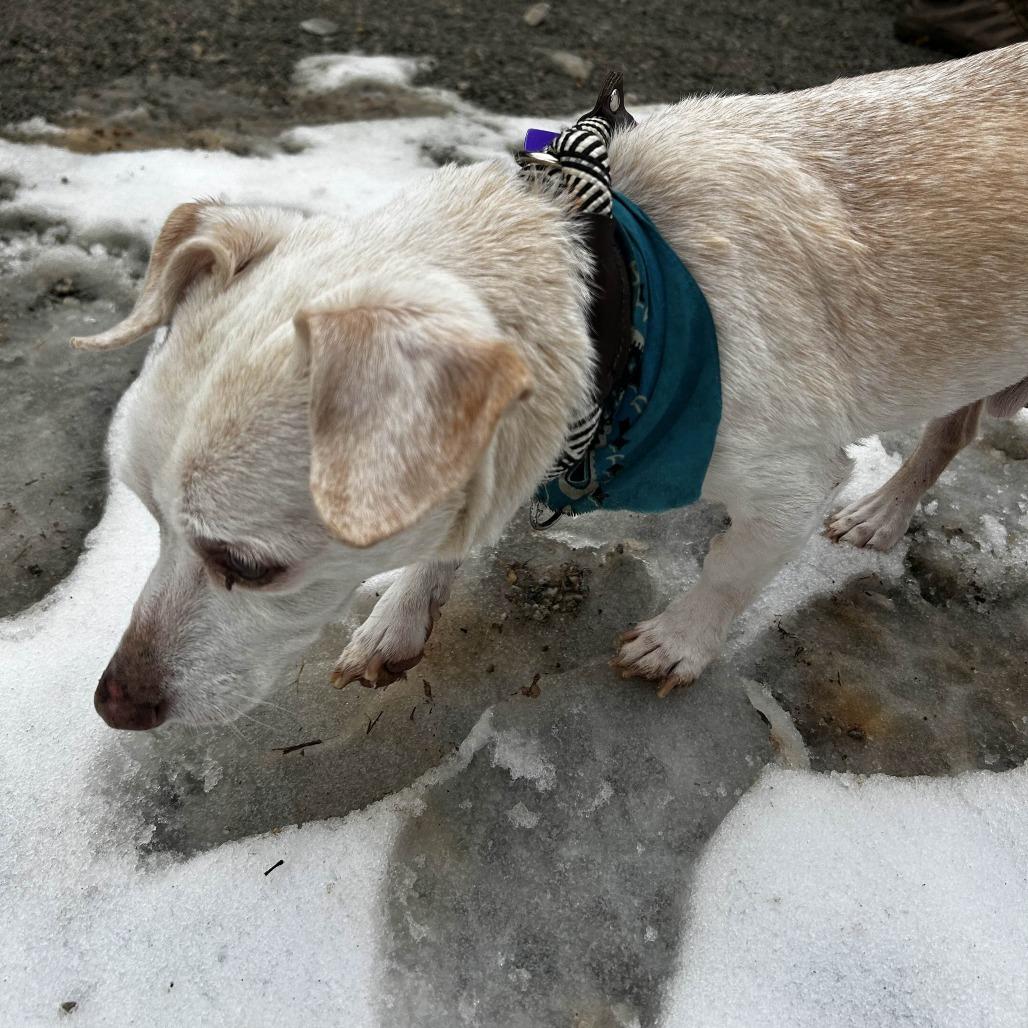 Enlarge Ozzy, a Adoptable mixed breed in Rockville, MD image 3/4
