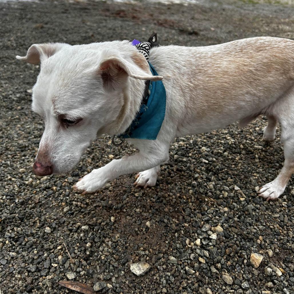 Enlarge Ozzy, a Adoptable mixed breed in Rockville, MD image 4/4